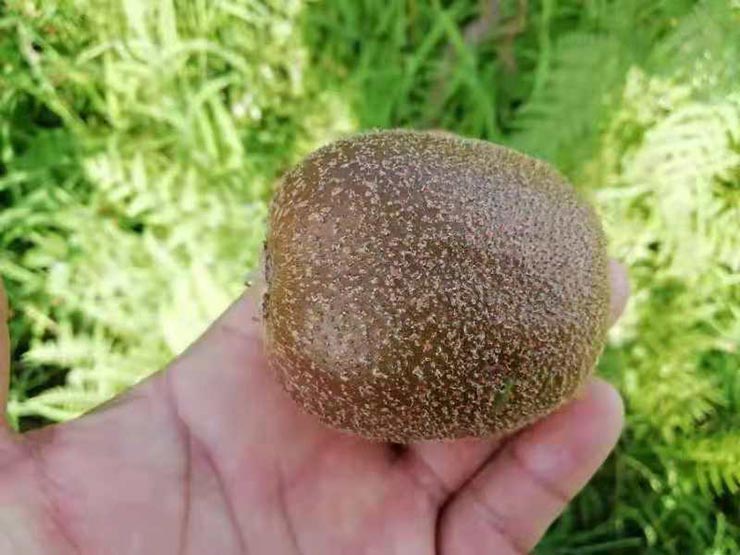 首页-PA真人集团有限公司官网